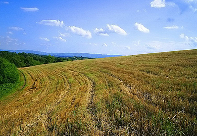 Sumadija - kraj zetve juni juli deki kg